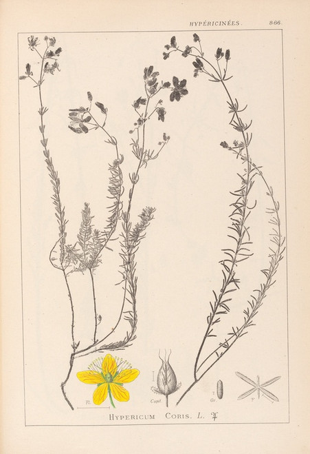 Digital Print - Herbier de la flore franaise Pl.0107 by Louis Antoine Cusin