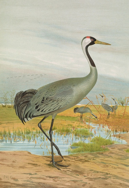 Digital Print - Grus grus by Johann Friedrich Naumann Digital Print - Grus grus by Johann Friedrich Naumann