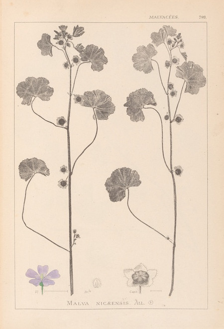 Digital Print - Herbier de la flore franaise Pl.0041 by Louis Antoine Cusin