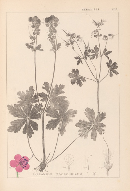 Digital Print - Herbier de la flore franaise Pl.0077 by Louis Antoine Cusin