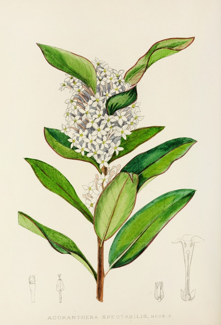 Digital Print - Acokanthera Spectabilis by Illtyd Buller Pole-Evans