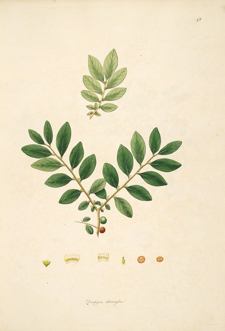 Digital Print - Plants of the coast of Coromandel Pl.049 by William Roxburgh