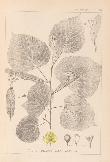 Digital Print - Herbier de la flore franaise Pl.0025 by Louis Antoine Cusin