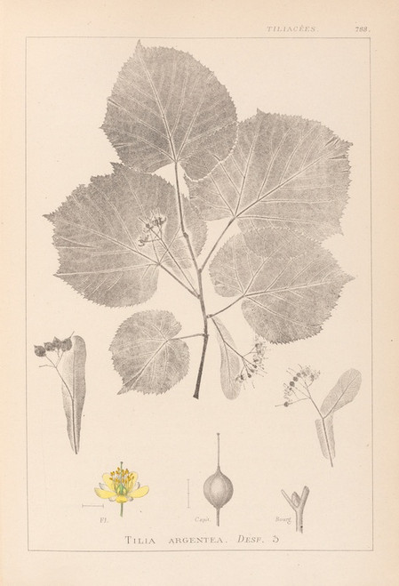 Digital Print - Herbier de la flore franaise Pl.0030 by Louis Antoine Cusin