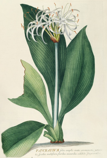 Digital Print - Pancratium II by Georg Dionysius Ehret