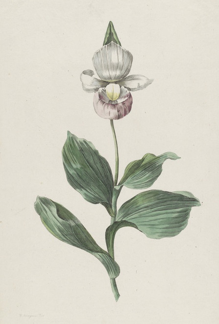 Digital Print - Orchidee Vrouwenschoentje (Cypripedium reginae Walter) by Hendrik Schwegman