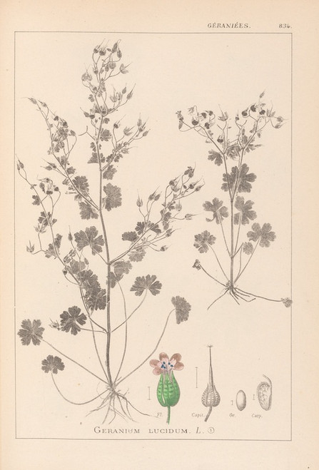 Digital Print - Herbier de la flore franaise Pl.0076 by Louis Antoine Cusin