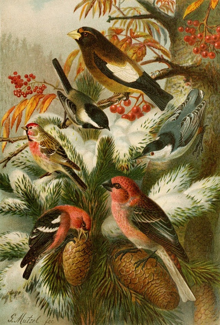 Digital Print - Die Nordamerikanische Vogelwelt pl22 by Gustav Mutzel