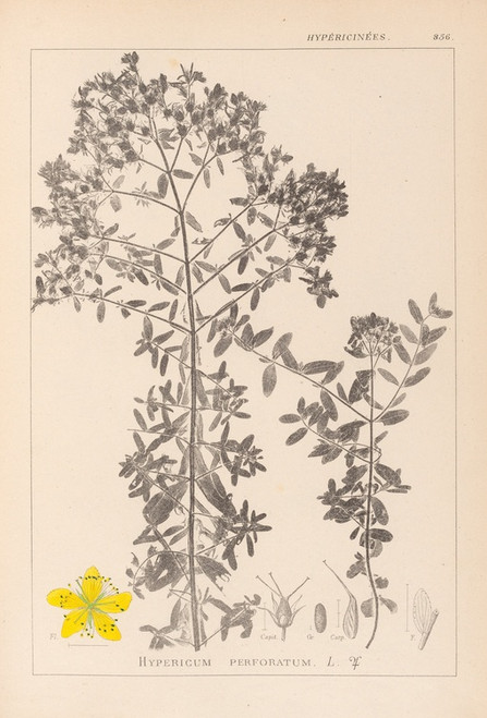 Digital Print - Herbier de la flore franaise Pl.0098 by Louis Antoine Cusin