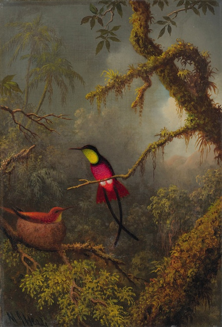 Digital Print - A Pair Of Nesting Crimson Topaz Hummingbirds by Martin Johnson Heade