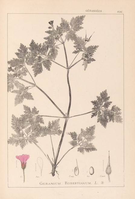 Digital Print - Herbier de la flore franaise Pl.0078 by Louis Antoine Cusin
