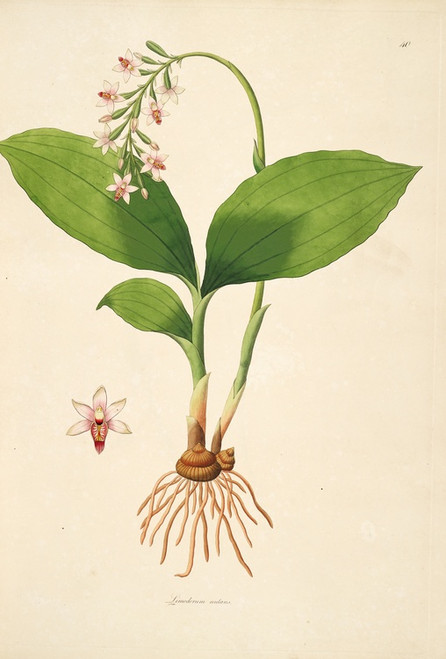 Digital Print - Plants of the coast of Coromandel Pl.040 by William Roxburgh