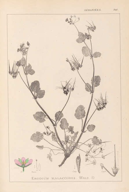 Digital Print - Herbier de la flore franaise Pl.0083 by Louis Antoine Cusin
