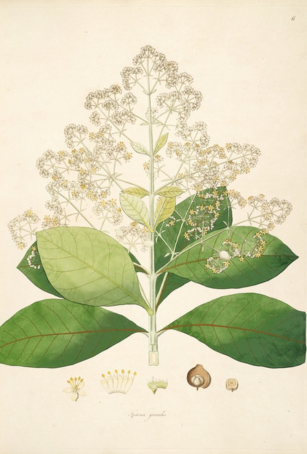 Digital Print - Plants of the coast of Coromandel Pl.006 by William Roxburgh