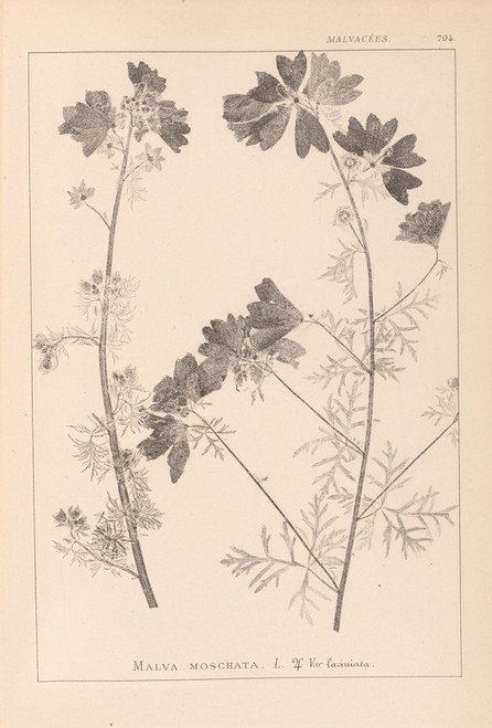 Digital Print - Herbier de la flore franaise Pl.0036 by Louis Antoine Cusin