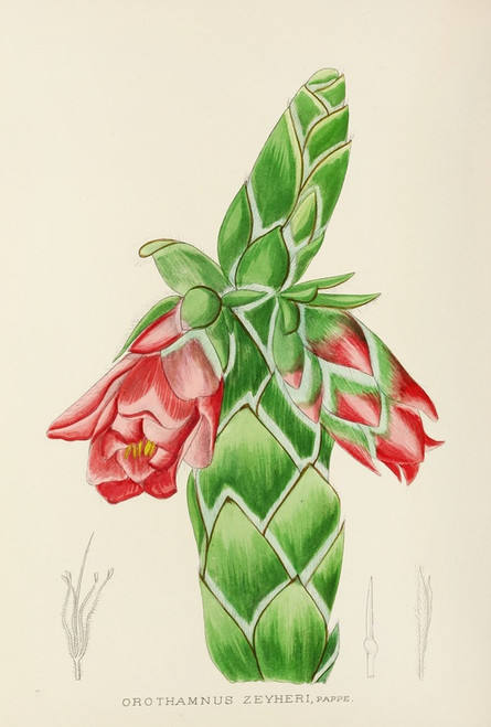 Digital Print - Orothamnus Zeyheri by Illtyd Buller Pole-Evans