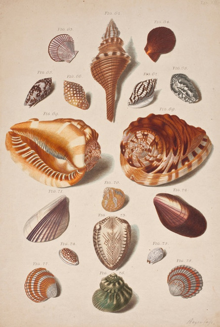 Digital Print - Illustrationsplanche Med Konkylier by Franz Michael Regenfus