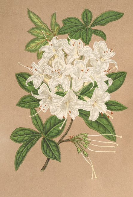 Digital Print - Azalea sinensis var Albiflora by Charles Antoine Lemaire