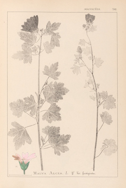 Digital Print - Herbier de la flore franaise Pl.0034 by Louis Antoine Cusin