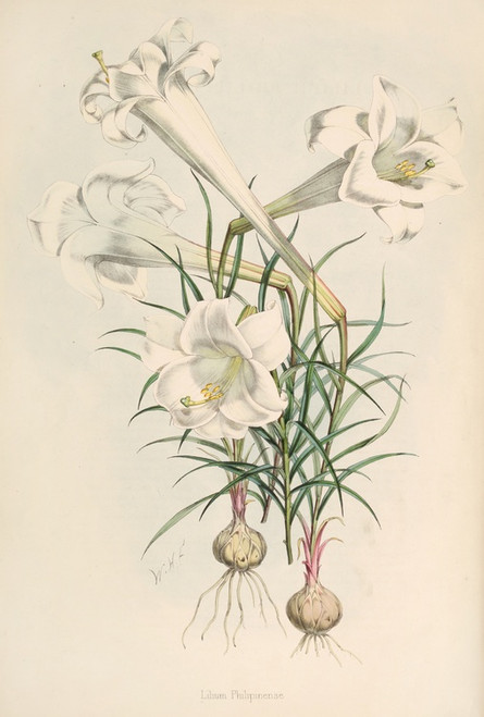 Digital Print - Lilium Philipinense by Walter Hood Fitch