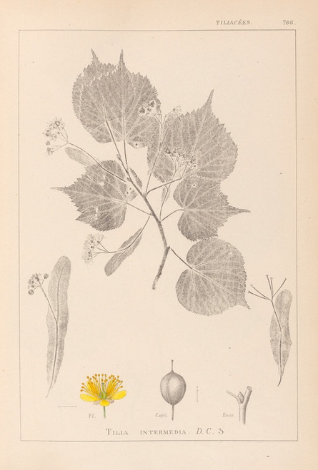 Digital Print - Herbier de la flore franaise Pl.0028 by Louis Antoine Cusin