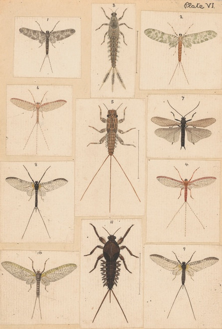 Digital Print - Original hand painted plate for New Zealand Neuroptera [Plate VI] by George Hudson