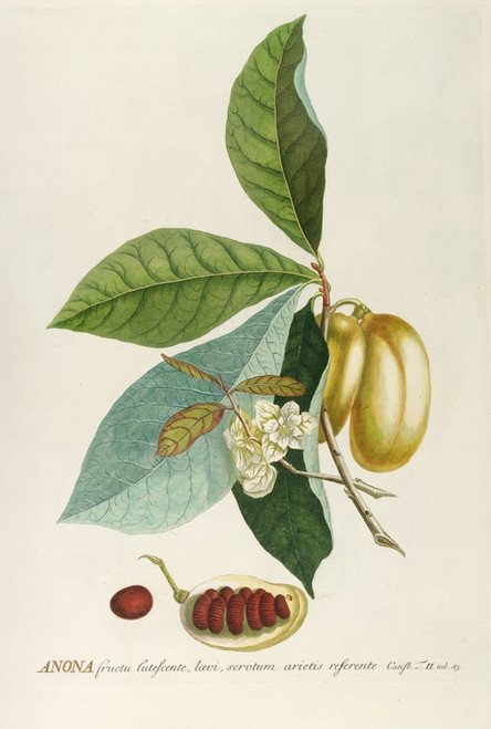Digital Print - Anona by Georg Dionysius Ehret