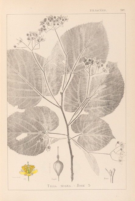 Digital Print - Herbier de la flore franaise Pl.0029 by Louis Antoine Cusin