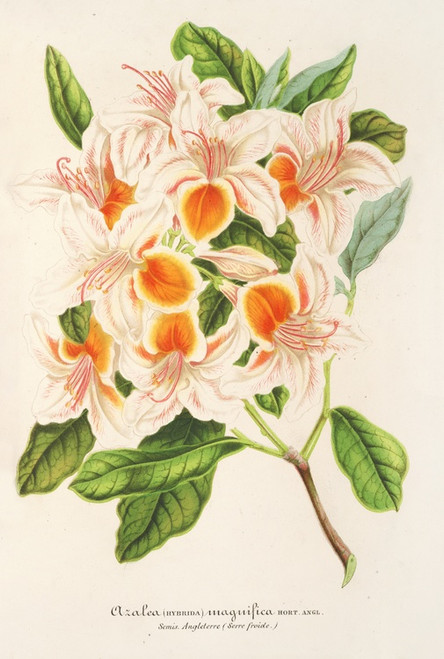 Digital Print - Azalea magnifica by Charles Antoine Lemaire