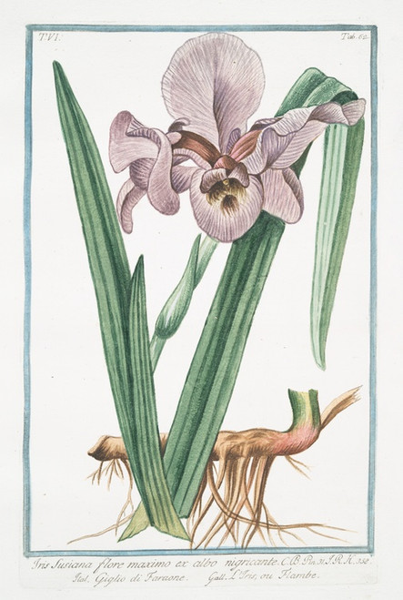 Digital Print - Iris Susiana, flore maximo, ex albo nigricante - Giglio di Faraone - L'Iris, ou Flambe by Giorgio Bonelli