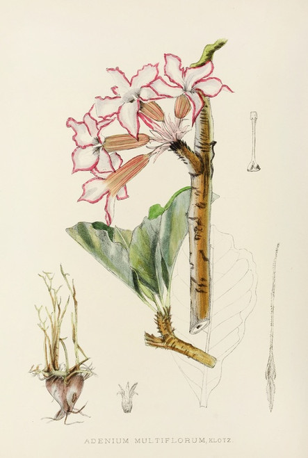 Digital Print - Adenium Multiflorum by Illtyd Buller Pole-Evans