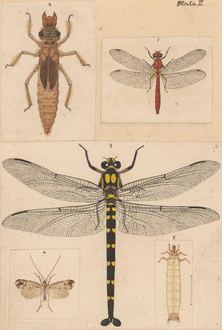 Digital Print - Original hand painted plate for New Zealand Neuroptera [Plate II] by George Hudson