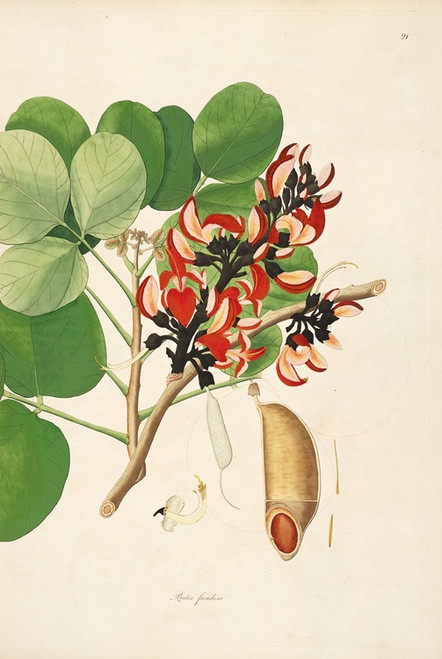 Digital Print - Plants of the coast of Coromandel Pl.021 by William Roxburgh