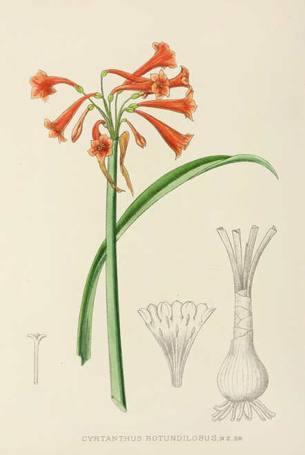 Digital Print - Cyrtanthus Rotundilobus by Illtyd Buller Pole-Evans