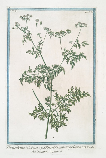 Digital Print - Phellandrium - Cicutaria palustris - Cicutaria aquatica. (Water dropwort, Fine-leaved Water-hemlock) by Giorgio Bonelli