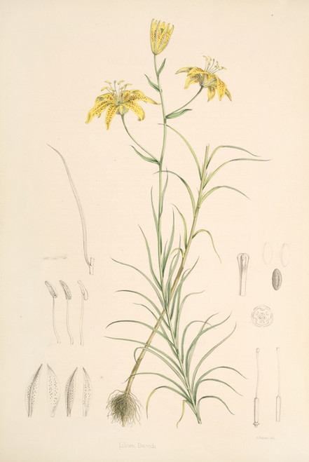 Digital Print - Lilium Davidi by Walter Hood Fitch