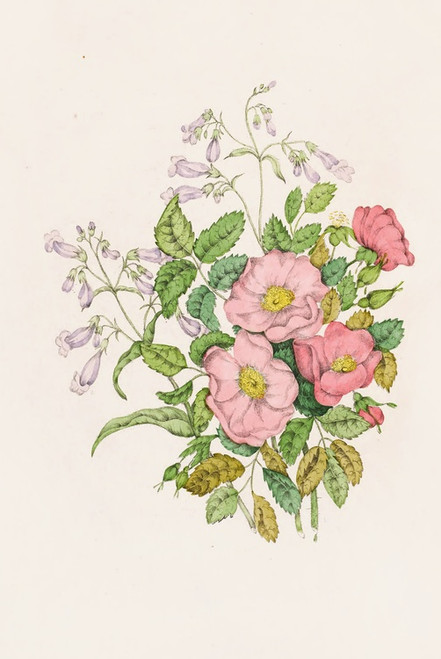 Digital Print - Early Wild Rose, Pentstmon Beard-Tongue by Agnes Fitzgibbon