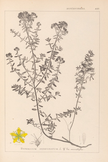 Digital Print - Herbier de la flore franaise Pl.0099 by Louis Antoine Cusin
