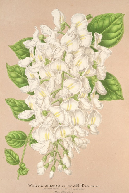 Digital Print - Wisteria sinensis DC. var. albiflora by Charles Antoine Lemaire
