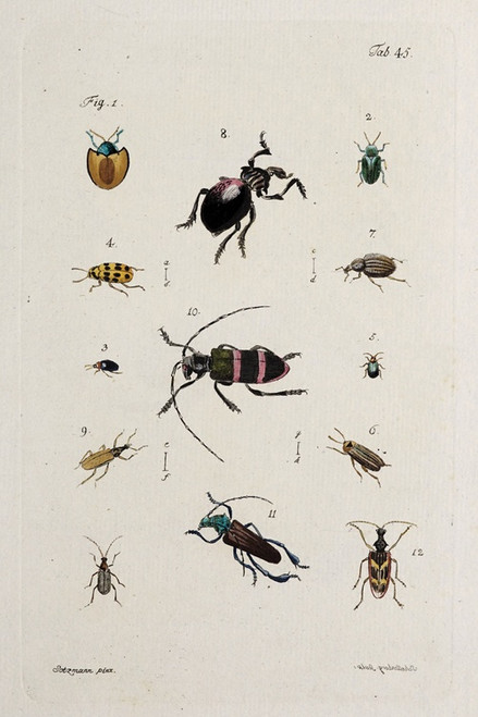 Digital Print - Archives de l'histoire des insectes Pl.40 by Johann Caspar Fuessli