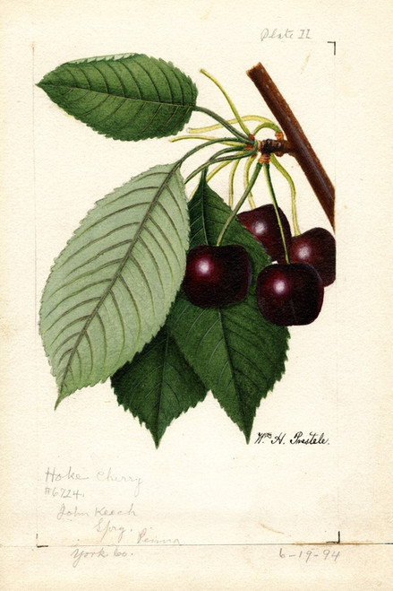 Digital Print - Prunus avium: Hoke by William Henry Prestele