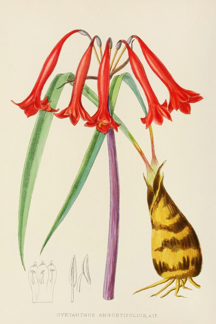 Digital Print - Cyrtanthus Augustifolius by Illtyd Buller Pole-Evans