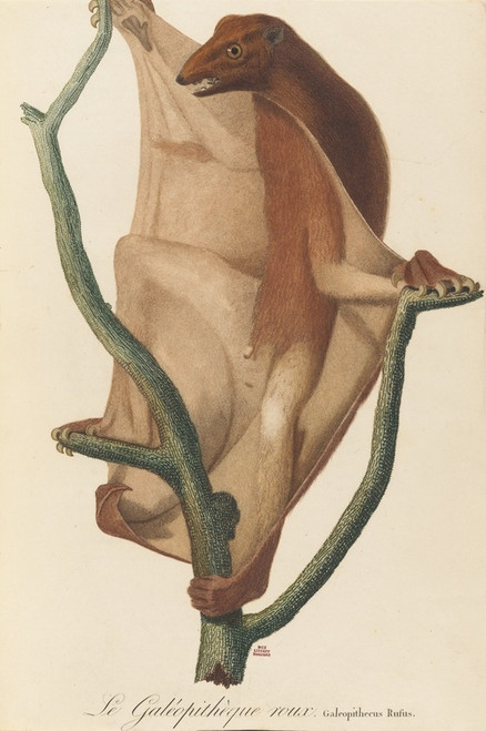 Digital Print - Le Galopithque roux by Jean-Baptiste Audebert