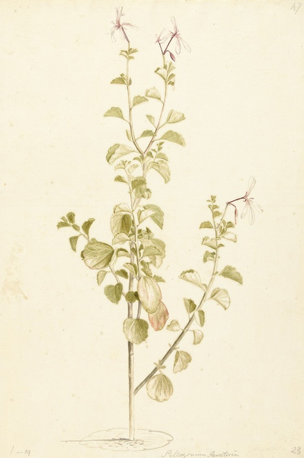 Digital Print - Bloeiende Pelargonium by Laurens Vincentsz. van der Vinne