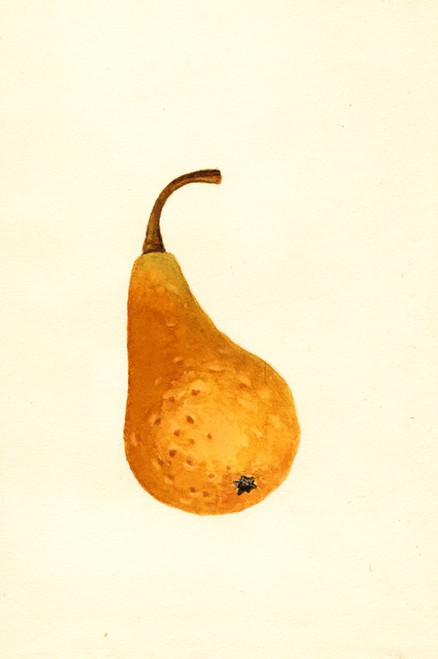 Digital Print - Pyrus communis: Bosc by James Marion Shull