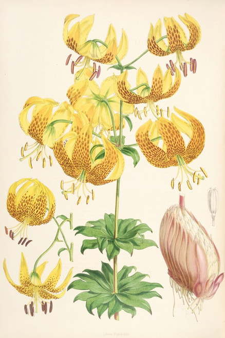 Digital Print - Lilium Humboldti by Walter Hood Fitch