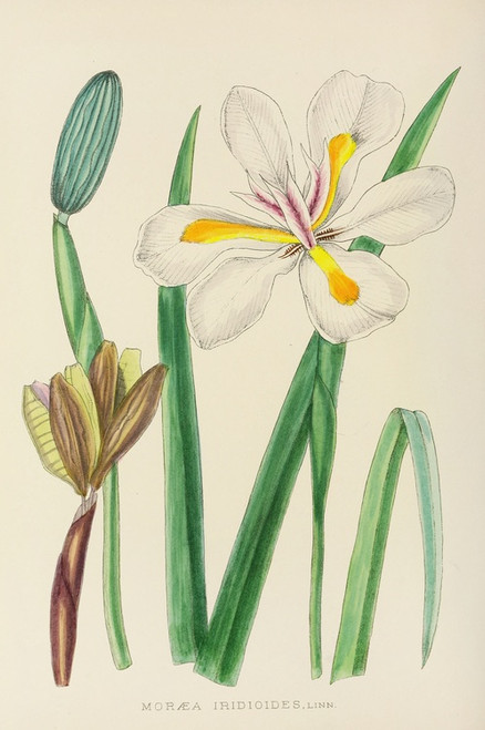 Digital Print - Moraea Iridioides by Illtyd Buller Pole-Evans