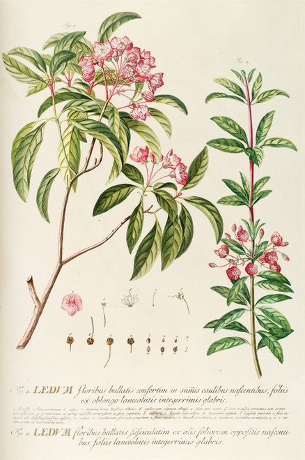 Digital Print - Ledum by Georg Dionysius Ehret