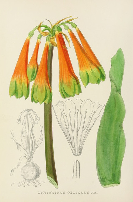 Digital Print - Cyrtanthus Obliquus by Illtyd Buller Pole-Evans