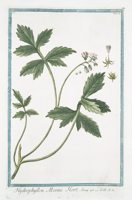 Digital Print - Hydrophyllon Morini Hort by Giorgio Bonelli